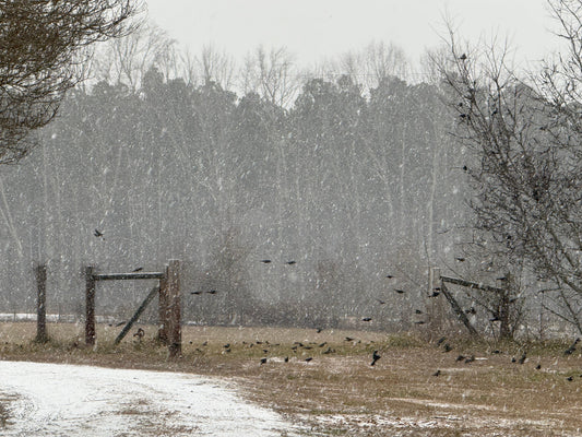 Snowy Days &amp; Grateful Hearts